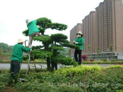 蘇州花木出租電話,別墅園藝設計價格